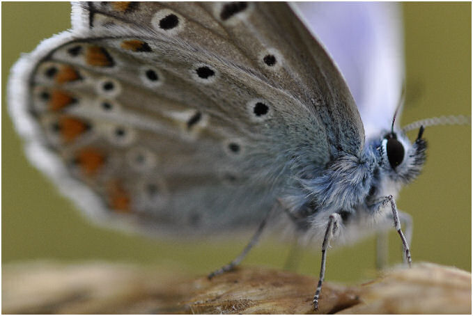 Michael Trepel, Bl&auml;uling