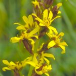 &Ouml;kologie-Zentrum Kiel