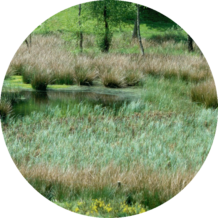 {short description of image}