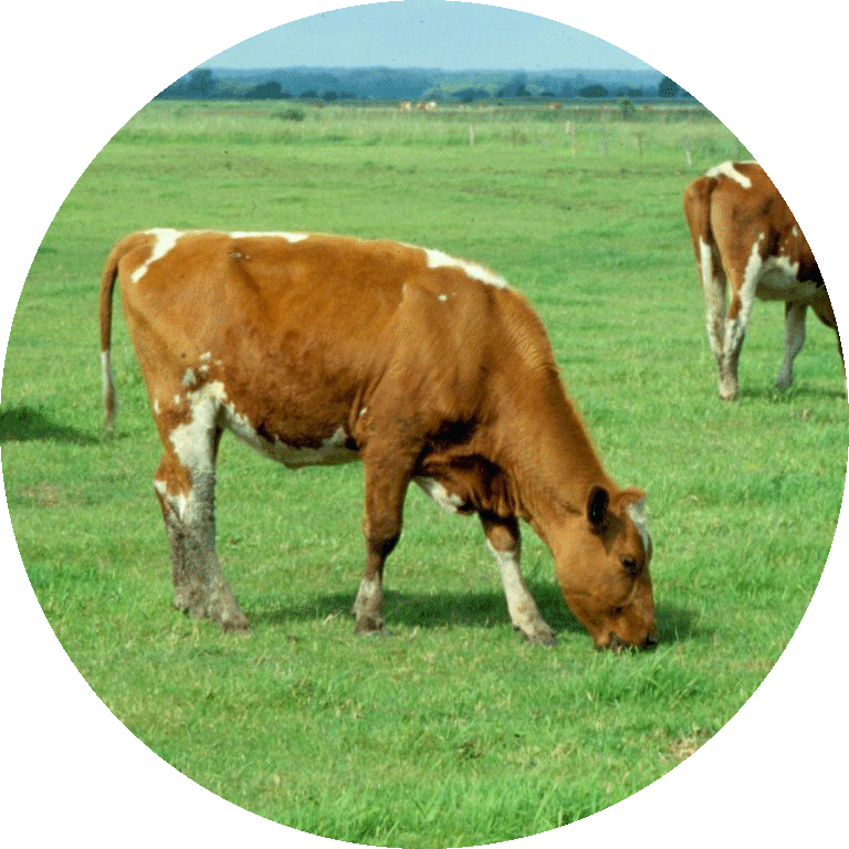 {short description of image}