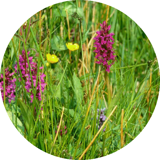 {short description of image}